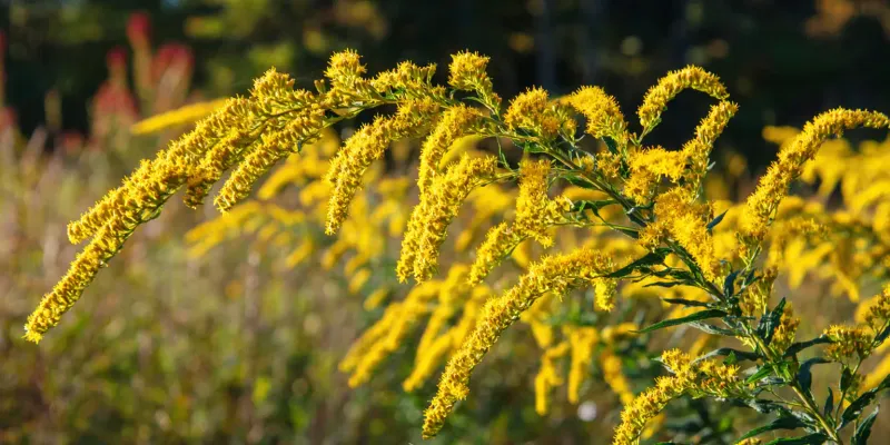 A strong September candidate: wrinkleleaf goldenrod