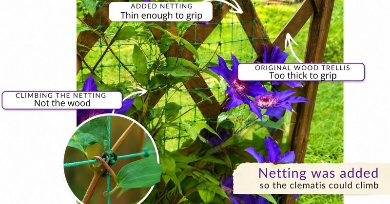 A strong trellis may offer nothing to hold