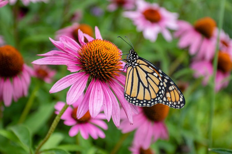 A succession of nectar flowers can support adult visits