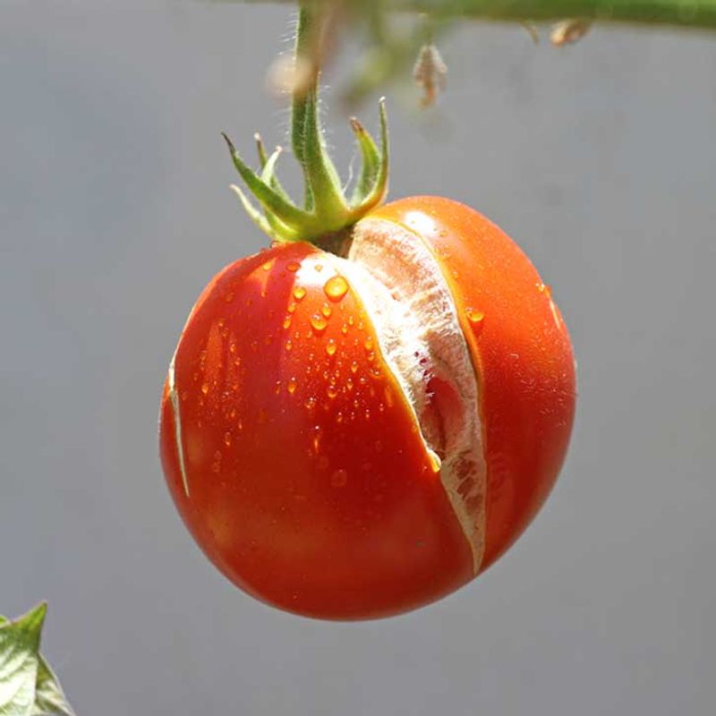 A sudden dry-to-wet change can overwhelm a ripening tomato’s skin