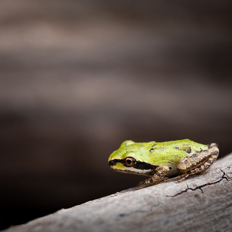 A sudden frog sighting points to opportunity, not a diagnosis A sudden frog sighting points to opportunity, not a diagnosis