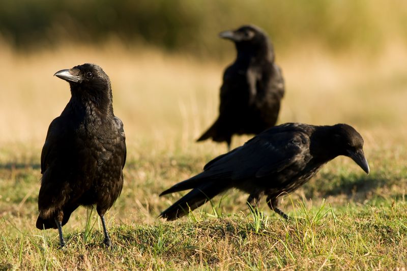 A sudden gathering can have several ordinary explanations