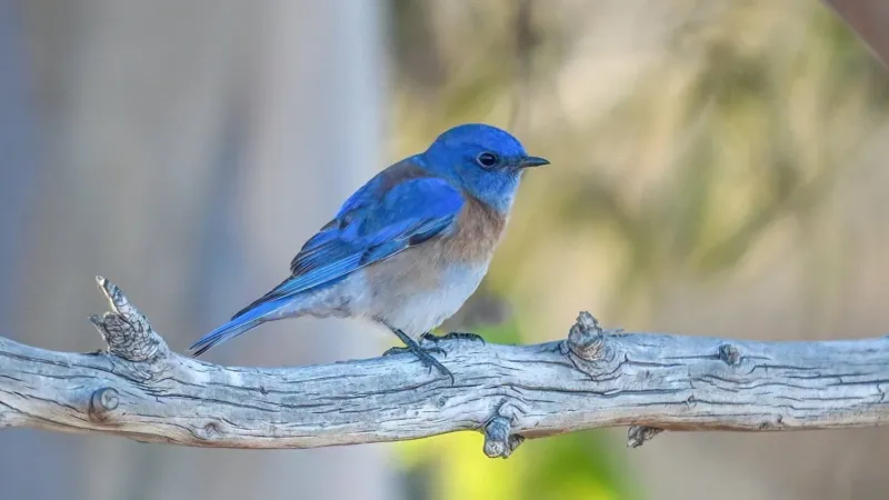 A sudden sighting does not prove a long return migration