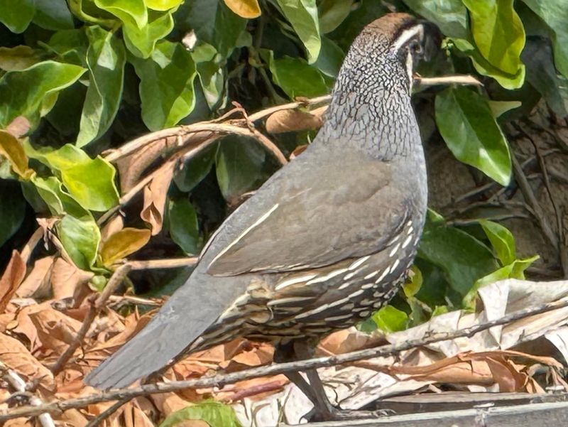 A sudden sighting shows possible habitat use, not confirmed nesting