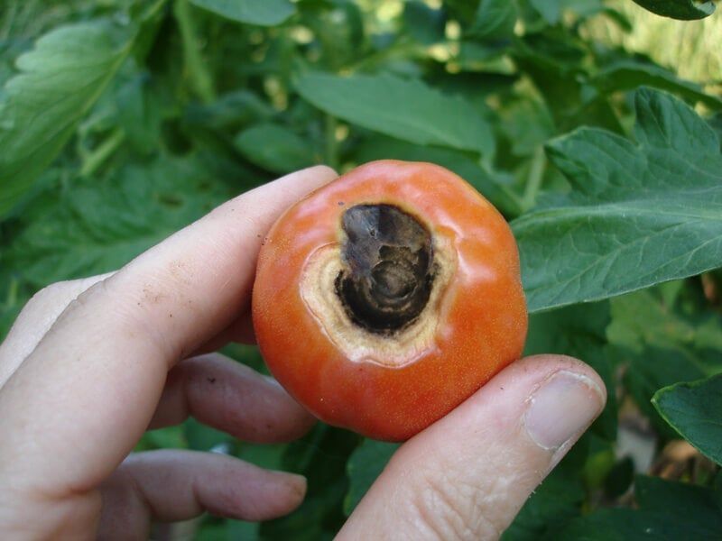 A sunken patch opposite the stem points to blossom-end rot A sunken patch opposite the stem points to blossom-end rot
