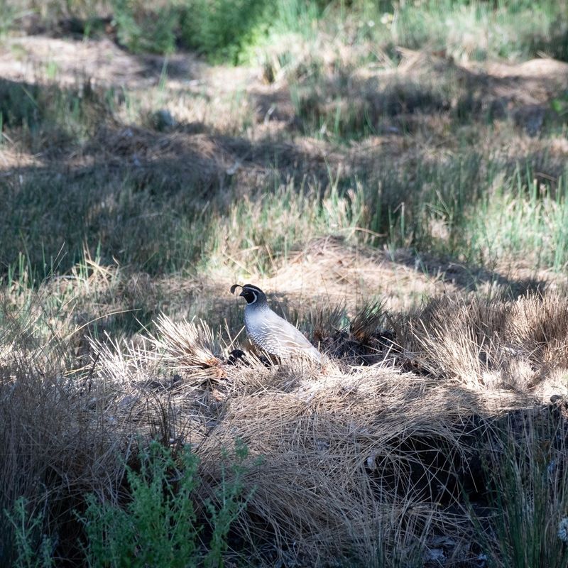 A suspected ground nest changes how you manage the garden
