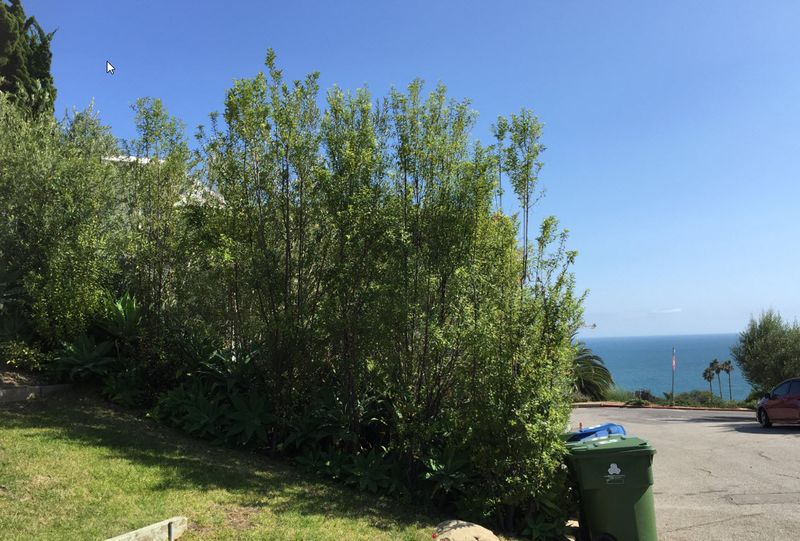 A tall hedge becomes a spite-fence case only under specific facts
