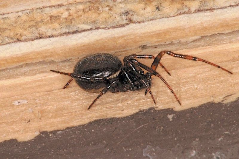 A tangled web raises different possibilities