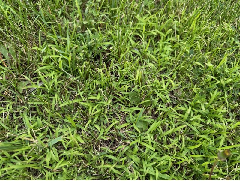 A thin canopy gives crabgrass room to establish A thin canopy gives crabgrass room to establish