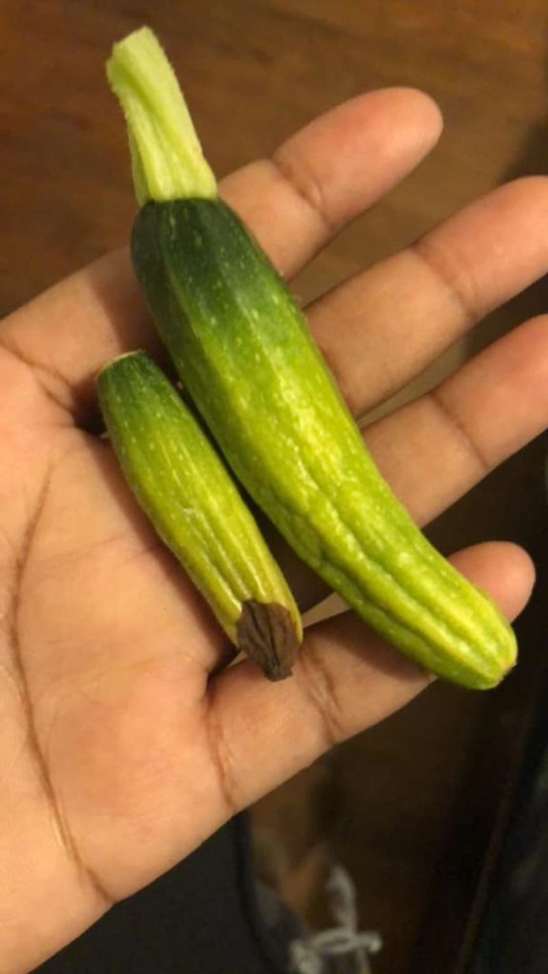 A tiny zucchini can fail without being rotten