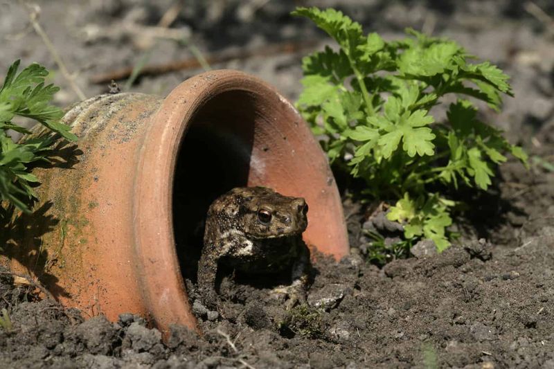 A toad-friendly yard does not need a pond