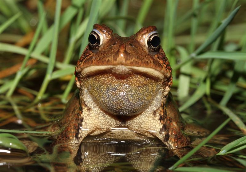 A toad may eat pests, but it does not manage the garden for you