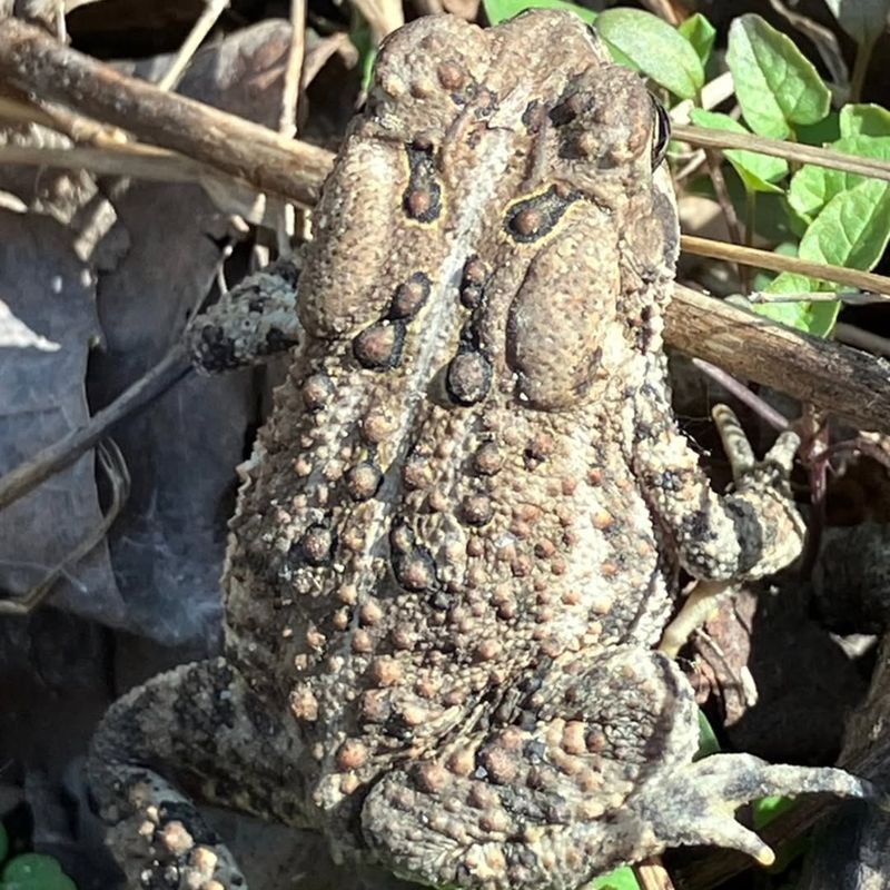 A toad signals habitat, not proven healthy soil