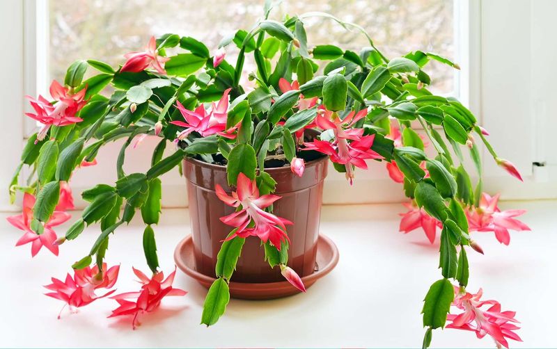 A trailing Christmas cactus may be healthy