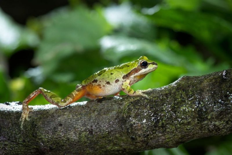 A tree frog is reading your yard’s hidden conditions