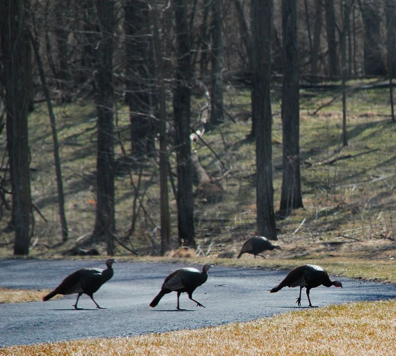 A turkey crossing the lawn is usually following food, cover, or a route