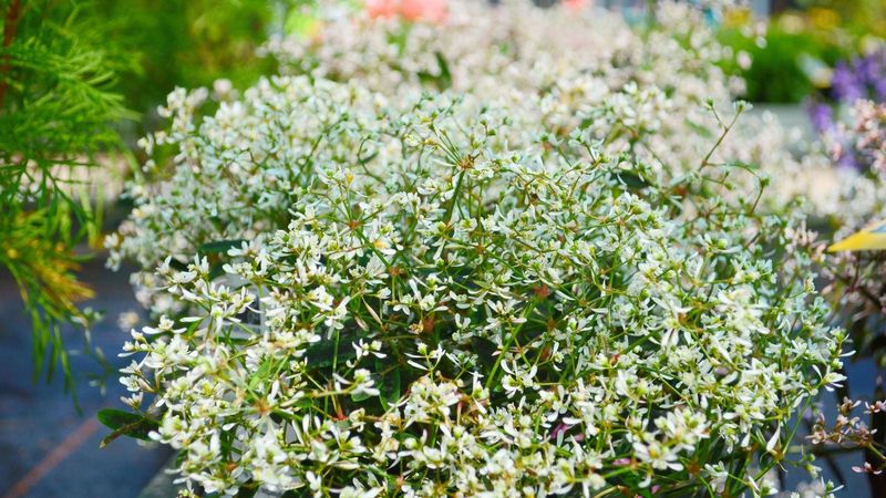 A useful late-summer choice for suitable clay A useful late-summer choice for suitable clay