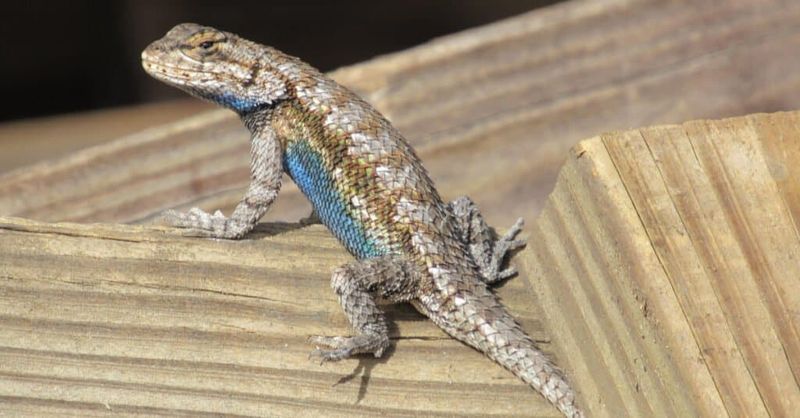 A vertical surface gives a lizard more than warmth