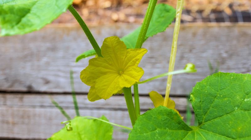 A vine with only male flowers needs a different diagnosis