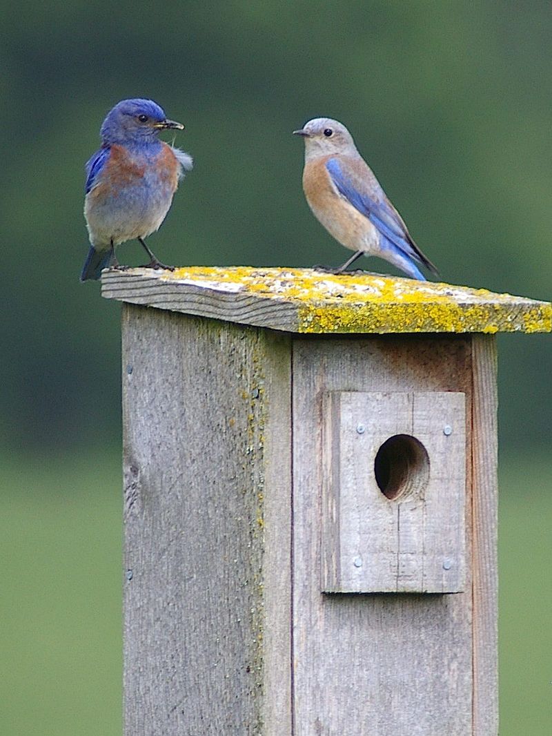 A visiting bird and a nesting pair need different things