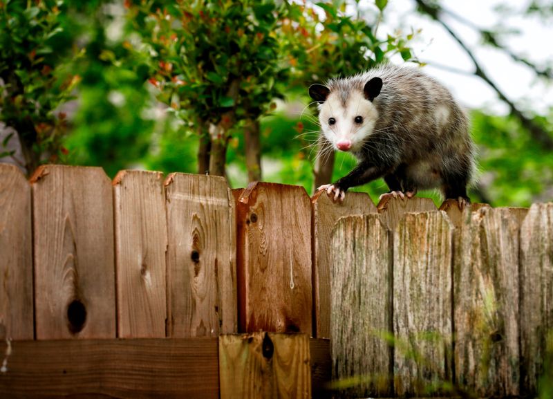 A visitor can be welcome without becoming your tick strategy