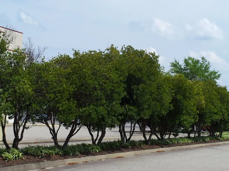 A wax-myrtle screen can serve wildlife as well as your yard