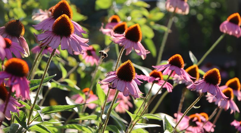 A weaker late-summer display is not always plant failure