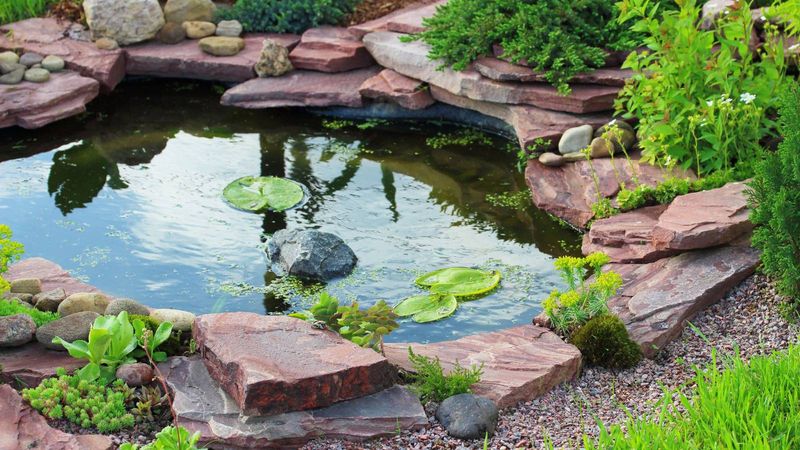 A well-designed pond can provide dragonfly breeding habitat A well-designed pond can provide dragonfly breeding habitat