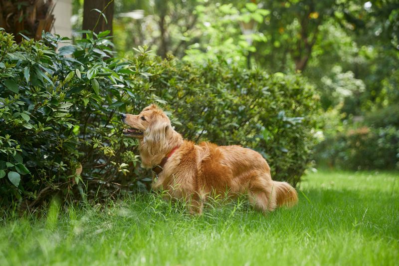 A wildlife-friendly yard can still contain tick habitat A wildlife-friendly yard can still contain tick habitat
