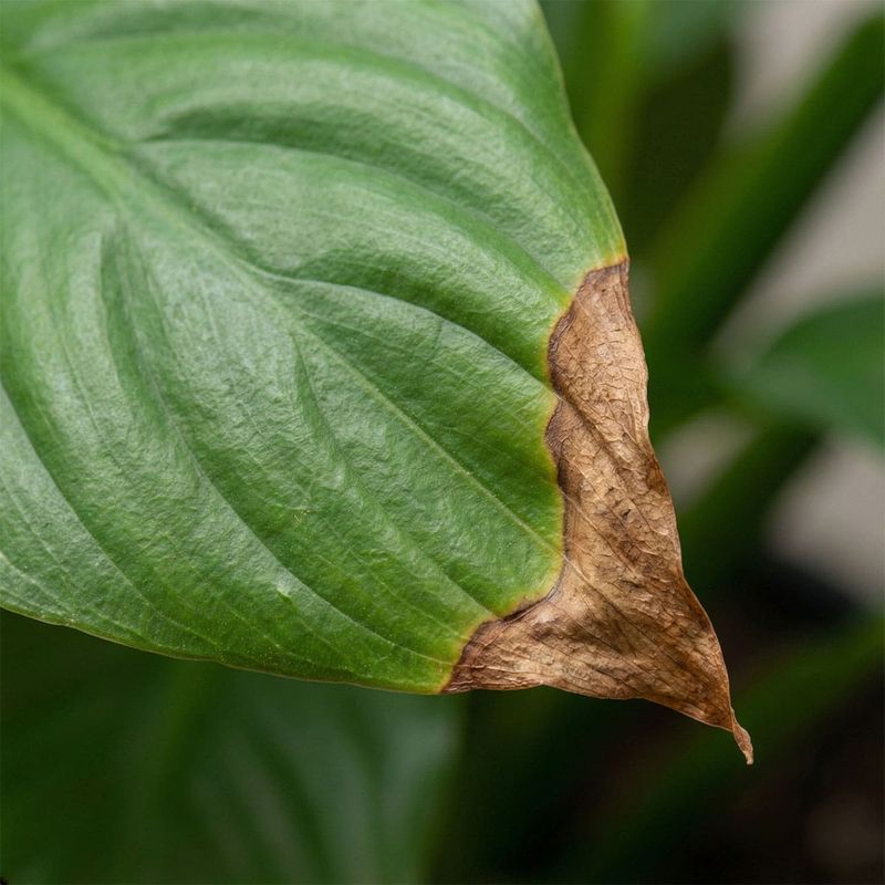 A wilted plant may recover while brown tissue remains