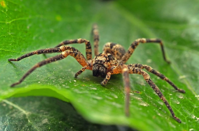 A wolf spider can suggest prey activity without diagnosing a pest