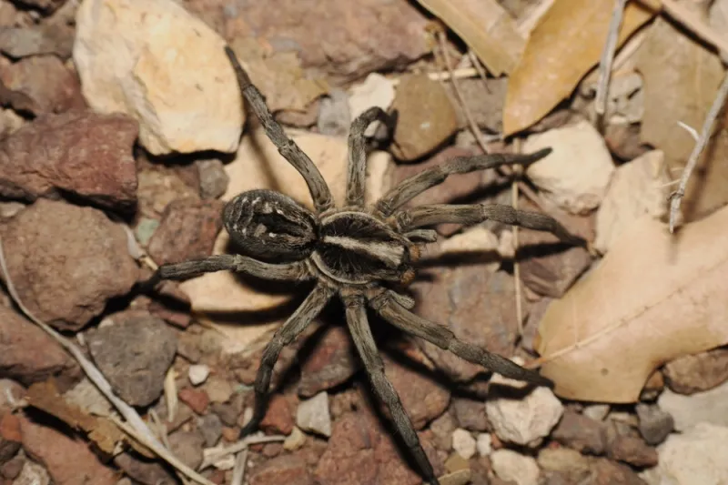 A wolf spider is not a funnel-weaving spider A wolf spider is not a funnel-weaving spider