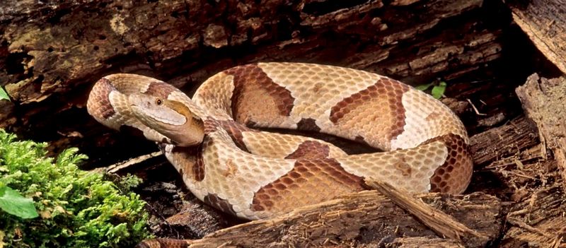 A wooded edge supplies habitat, not proof of a snake hotspot A wooded edge supplies habitat, not proof of a snake hotspot