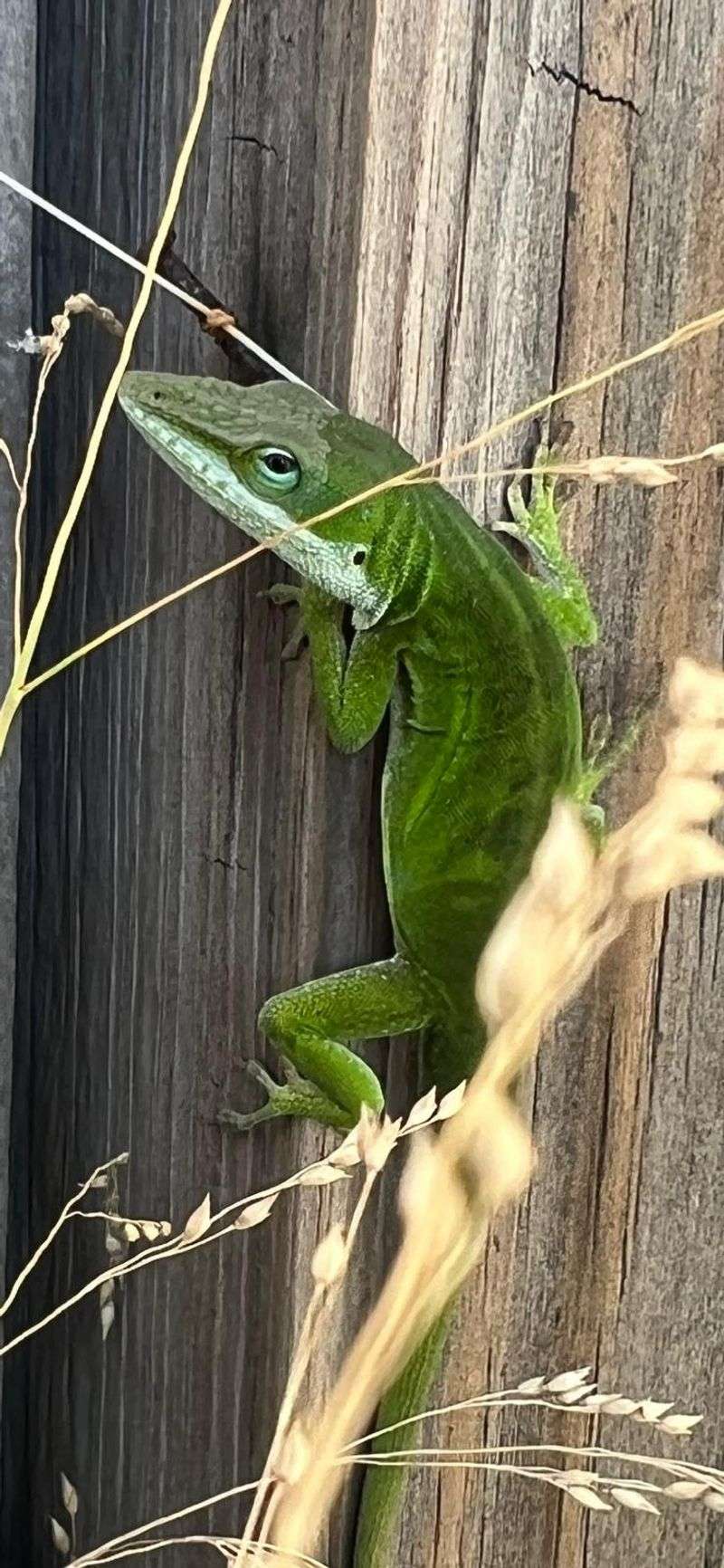A yard full of anoles signals possibility, not a guaranteed ecological reset
