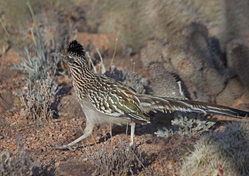 A yard is one stop inside a roadrunner's large range