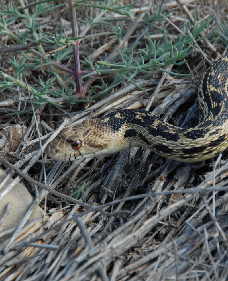 A yard sighting may reflect opportunity, not a problem caused by the snake
