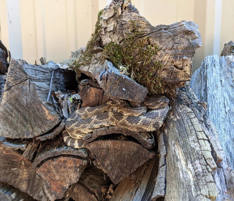 A yard sighting usually reflects habitat, not an attack
