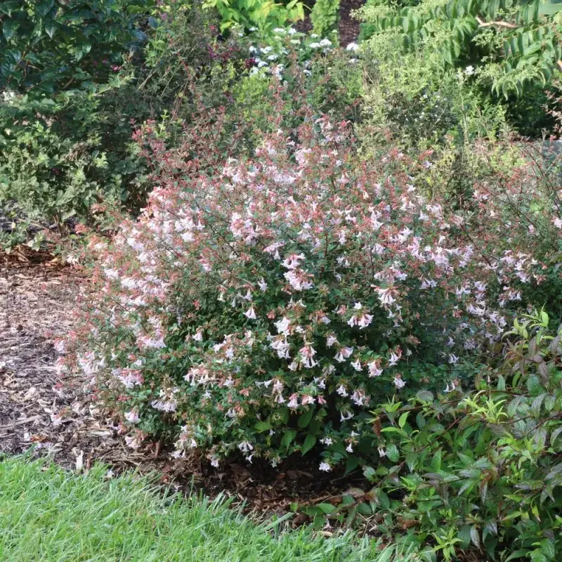 Abelia