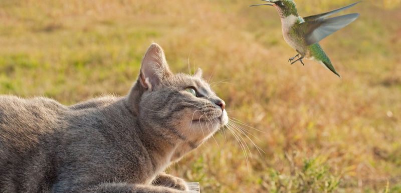 Above a Cat's Favorite Perch