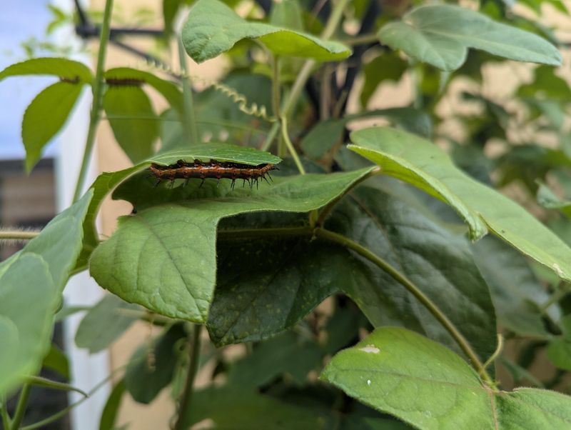 Accept Caterpillar Damage as Part of the Habitat