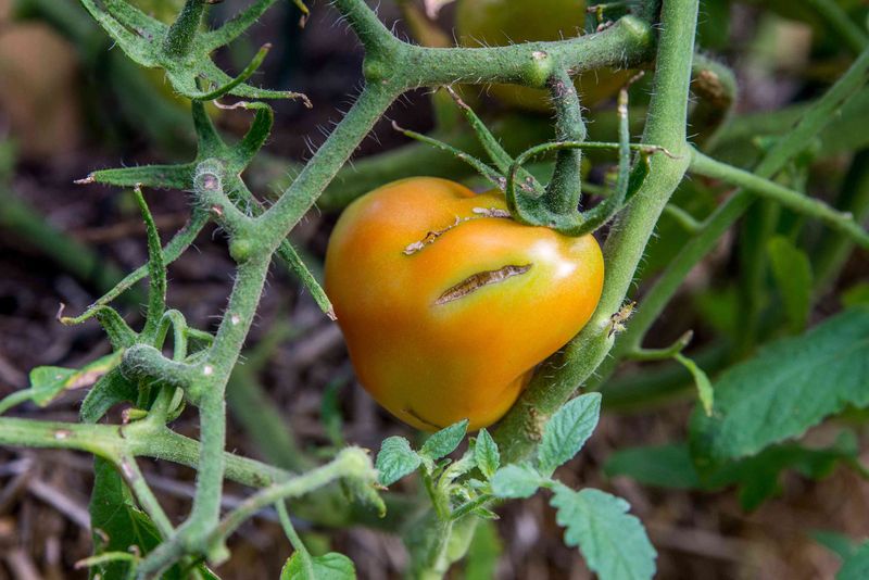 Account for Heat, Rain, Variety, and Fruit Exposure