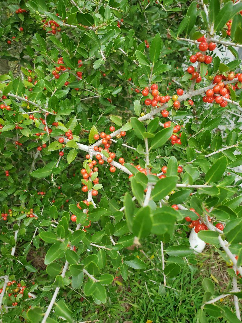 Account for berries, fire risk, and household safety Account for berries, fire risk, and household safety