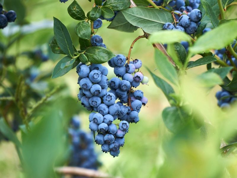 Acidic soil, good drainage, and adequate sun support the crop Acidic soil, good drainage, and adequate sun support the crop
