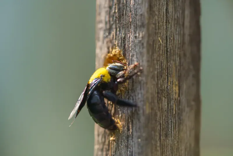 Active nests need targeted, careful control