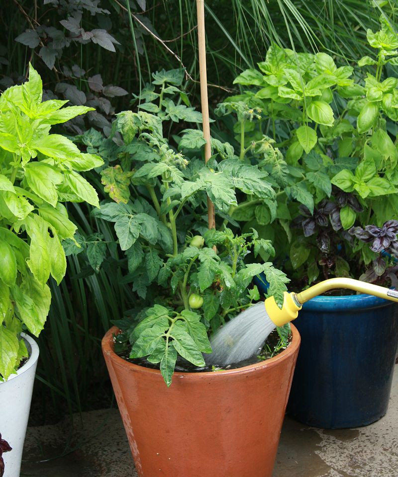 Adapt care for containers and protect stressed roots
