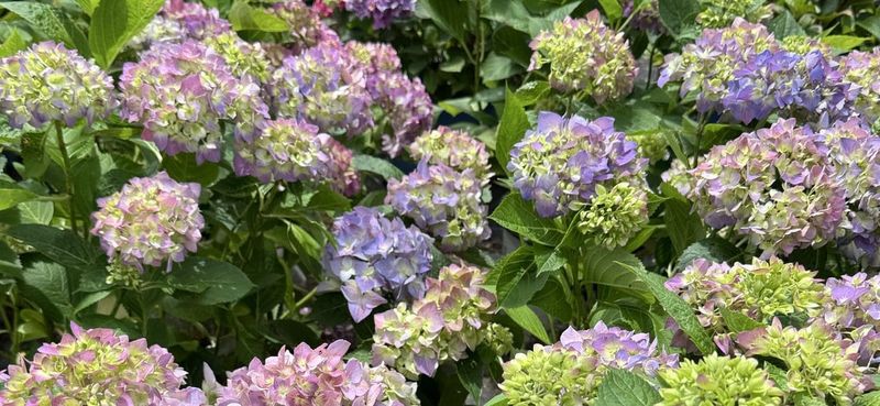 Adapt moisture, shade, and mulch to Southern growing conditions Adapt moisture, shade, and mulch to Southern growing conditions