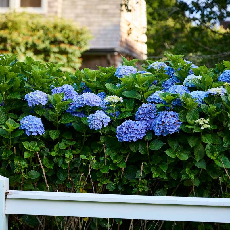 Adapt the Routine to Your Hydrangea and Southern Site Adapt the Routine to Your Hydrangea and Southern Site