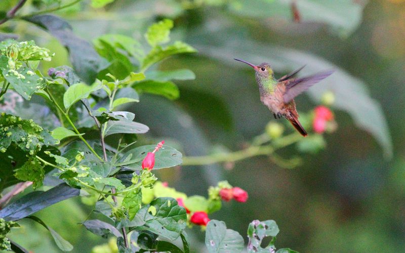 Add Habitat Alongside Red Color