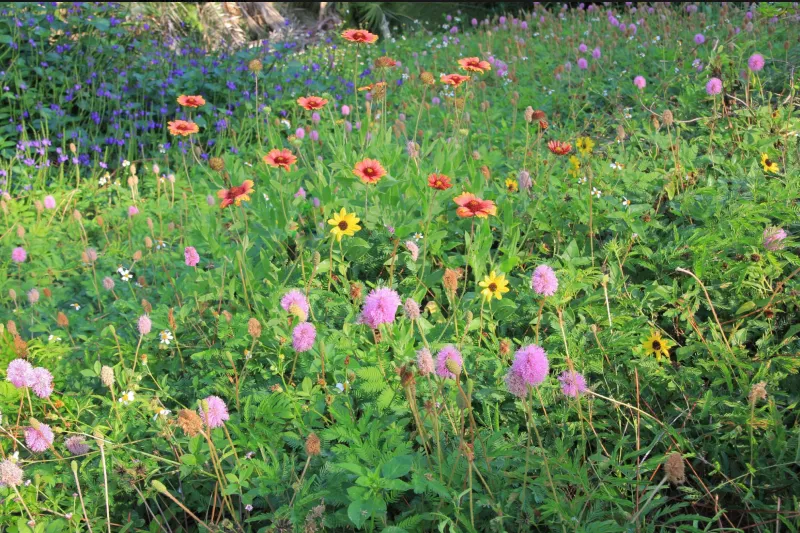 Add Native Flower Borders That Bring In Small Flying Insects