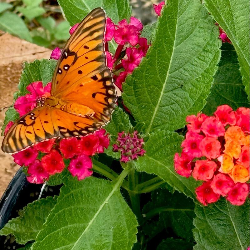 Add Nectar Flowers That Bloom Through Florida Heat